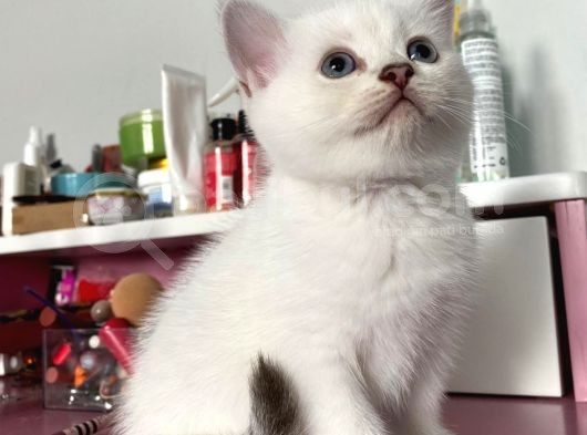 British Shorthair Silver Ns 1133