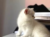 British Shorthair Silver Ns 1133