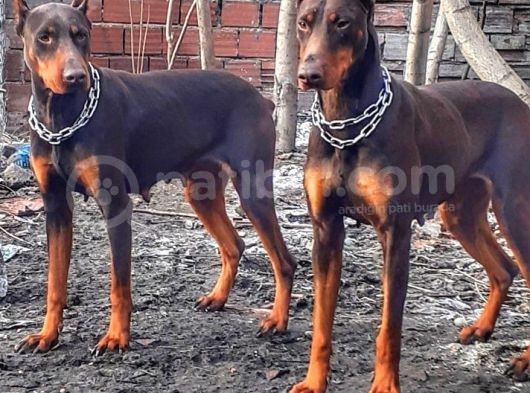 Show Kalite Doberman Yavrular görsel
