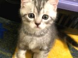 Whiskas British Sorthair  Dişi Ve Erkek Bebek