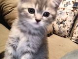 Whiskas British Sorthair  Dişi Ve Erkek Bebek