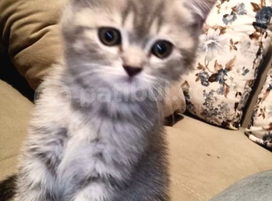 Whiskas British Sorthair  Dişi Ve Erkek Bebek görsel