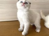 Scottish Bluepoint Dişi ve Beyaz British Shorthair Erkek Yavrumuz