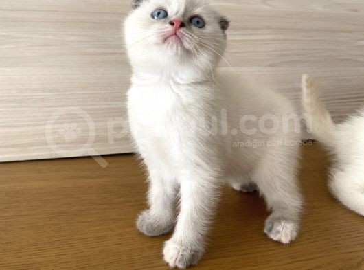 Scottish Bluepoint Dişi Ve Beyaz British Shorthair Erkek Yavrumuz