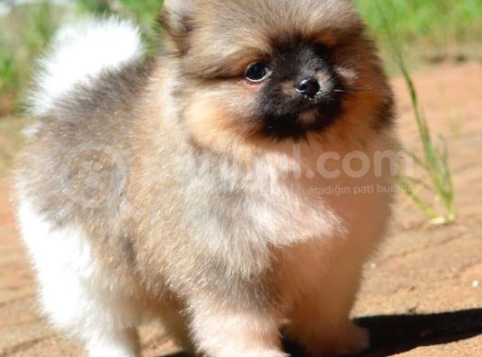Pomeranian Boo Teddy Face