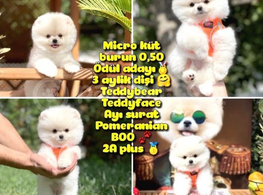 0,40 Mikro Küt Burun Ödül Adayı Safkan 3A Plus Safkan Boo Pomeranian