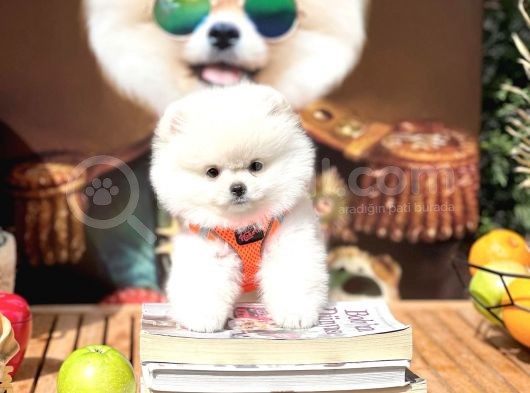 0,40 Mikro Küt Burun Ödül Adayı Safkan 3A Plus Safkan Boo Pomeranian görsel