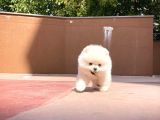 0,40 Mikro Küt Burun Ödül Adayı Safkan 3A Plus Safkan Boo Pomeranian
