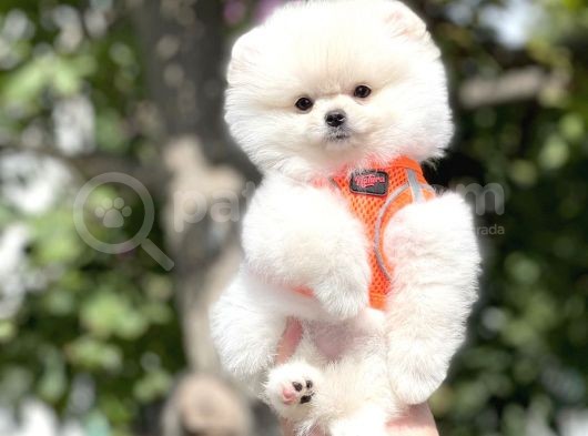 0,40 Mikro Küt Burun Ödül Adayı Safkan 3A Plus Safkan Boo Pomeranian görsel