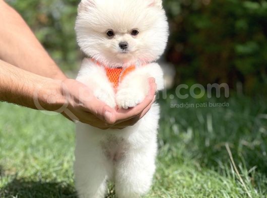 0,40 Mikro Küt Burun Ödül Adayı Safkan 3A Plus Safkan Boo Pomeranian görsel
