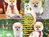 Safkan Boo Pomeranian