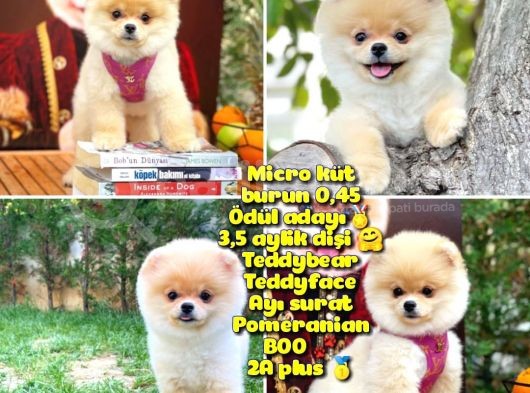 Safkan Boo Pomeranian