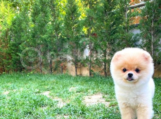 Safkan Boo Pomeranian görsel