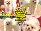 Safkan Boo Pomeranian
