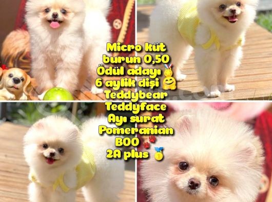 Safkan Boo Pomeranian