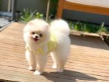 Safkan Boo Pomeranian