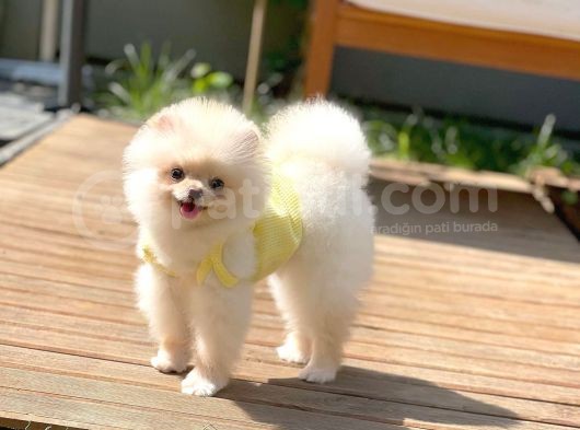 Safkan Boo Pomeranian görsel