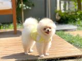 Safkan Boo Pomeranian
