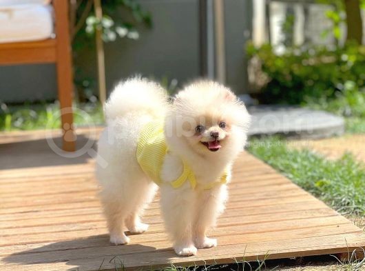Safkan Boo Pomeranian görsel