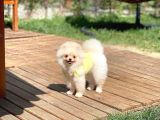 Safkan Boo Pomeranian