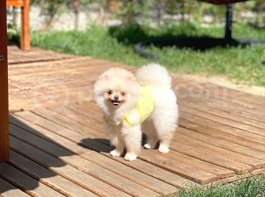 Safkan Boo Pomeranian görsel