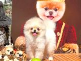 Safkan Boo Pomeranian
