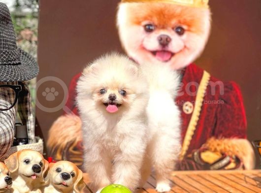 Safkan Boo Pomeranian görsel