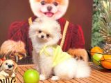 Safkan Boo Pomeranian