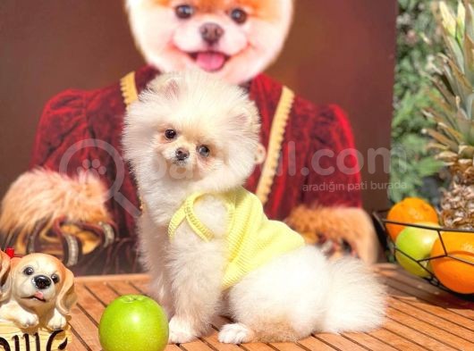 Safkan Boo Pomeranian görsel