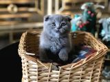 Scottish Fold Uysal Ve Tuvalet Eğitimi Olan Bebeğimiz