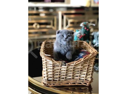 Scottish Fold Uysal Ve Tuvalet Eğitimi Olan Bebeğimiz görsel