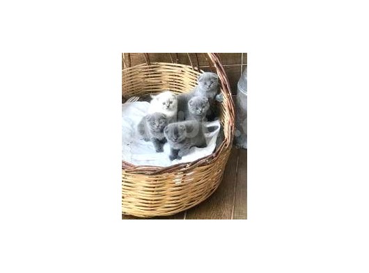 Scottish Fold Uysal Ve Tuvalet Eğitimi Olan Bebeğimiz görsel