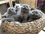 Scottish Fold Uysal Ve Tuvalet Eğitimi Olan Bebeğimiz