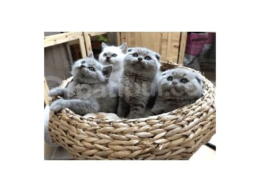 Scottish Fold Uysal Ve Tuvalet Eğitimi Olan Bebeğimiz görsel
