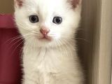 Scottish Bluepoint Dişi Ve Beyaz British Shorthair Erkek Yavrumuz