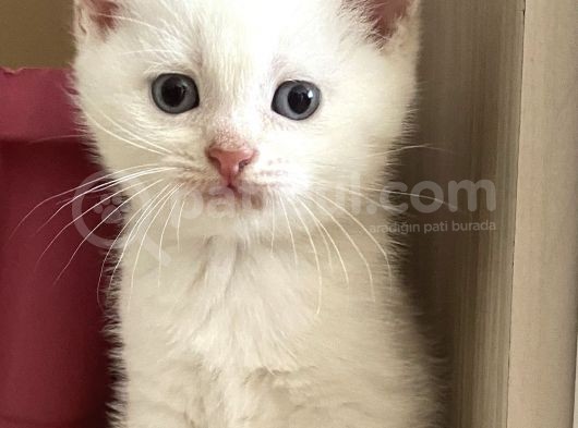 Scottish Bluepoint Dişi Ve Beyaz British Shorthair Erkek Yavrumuz görsel