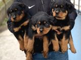 Rottweiler Yavrular