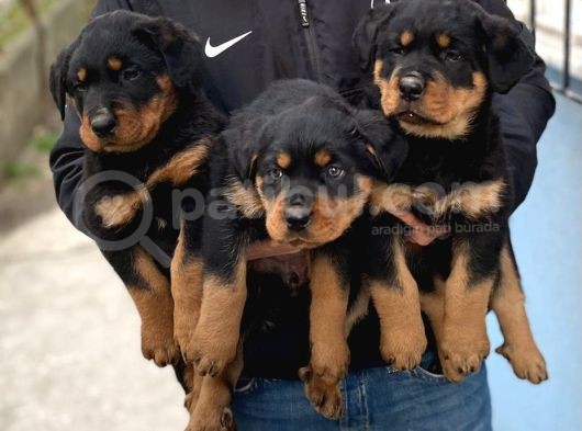 Rottweiler Yavrular görsel