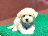 Tatlı Maltese Terrier