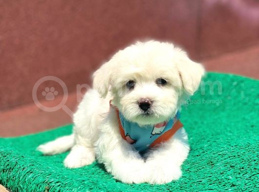 Tatlı Maltese Terrier görsel