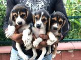 Elizabeth Beagle