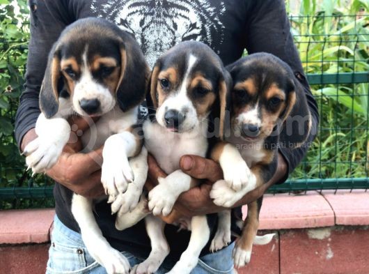Elizabeth Beagle görsel