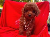 Toy Poodle