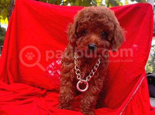 Toy Poodle görsel