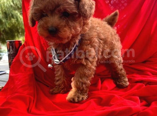 Toy Poodle görsel