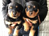 Rottweiler Yavrular