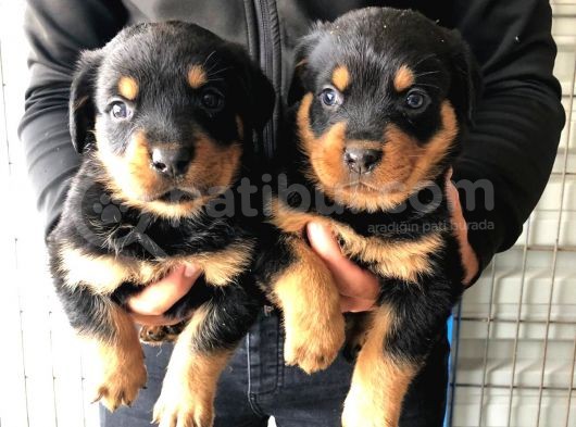 Rottweiler Yavrular görsel