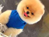 Teddy Bear Jolly