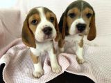 Elizabeth Beagle