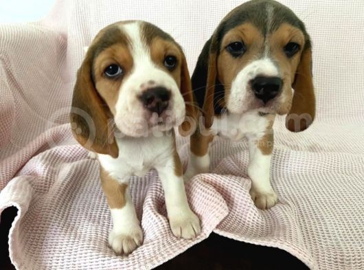Elizabeth Beagle görsel